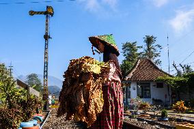 Tobacco Harvesting And Processing In Jember, East Java.