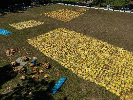 Tobacco Harvesting And Processing In Jember, East Java.