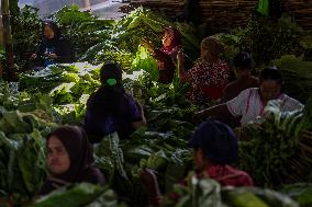 Tobacco Harvesting And Processing In Jember, East Java.