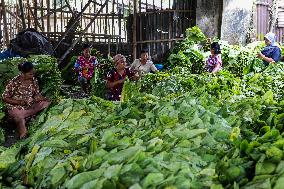 Tobacco Harvesting And Processing In Jember, East Java.