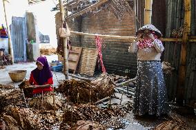 Tobacco Harvesting And Processing In Jember, East Java.