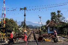 Tobacco Harvesting And Processing In Jember, East Java.