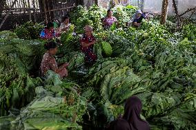 Tobacco Harvesting And Processing In Jember, East Java.