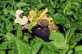 Tobacco Harvesting And Processing In Jember, East Java.