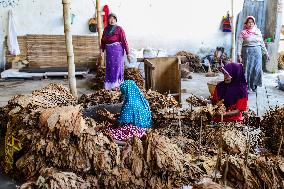 Tobacco Harvesting And Processing In Jember, East Java.