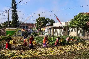 Tobacco Harvesting And Processing In Jember, East Java.