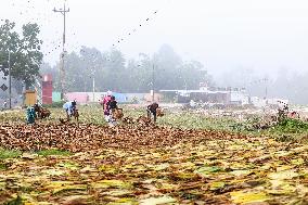 Tobacco Harvesting And Processing In Jember, East Java.