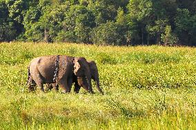 INDONESIA-LAMPUNG-WORLD ELEPHANT DAY