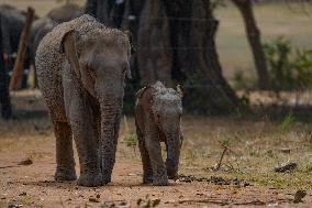 World Elephant Day Is Marked In Sri Lanka.