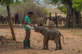 World Elephant Day Is Marked In Sri Lanka.