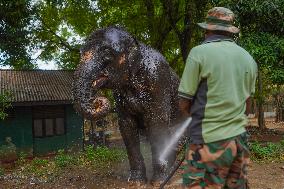 World Elephant Day Is Marked In Sri Lanka.