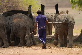 World Elephant Day Is Marked In Sri Lanka.