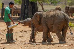 World Elephant Day Is Marked In Sri Lanka.
