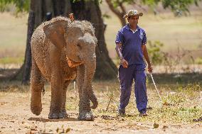 World Elephant Day Is Marked In Sri Lanka.