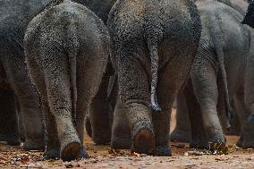 World Elephant Day Is Marked In Sri Lanka.