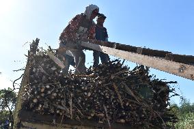 Sugarcane Harvesting Periode In Indonesia