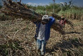 Sugarcane Harvesting Periode In Indonesia