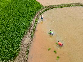 Group Of Farmers Working At The Rice Field In Chittagong