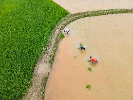 Group Of Farmers Working At The Rice Field In Chittagong