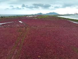 Suaeda Glauca Grows Red on A Wetland in Lianyungang, China