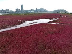 Suaeda Glauca Grows Red on A Wetland in Lianyungang, China