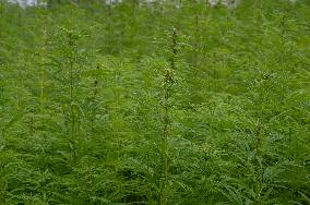 Hemp Farming Commercial - Economy