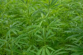 Hemp Farming Commercial - Economy