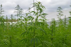 Hemp Farming Commercial - Economy