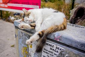 Daily Life In Istanbul