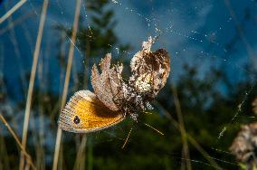 Insects In The UK