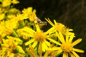 Insects In The UK