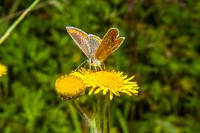 Insects In The UK