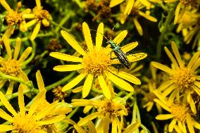 Insects In The UK