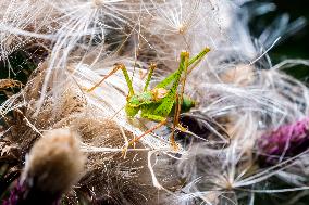 Insects In The UK