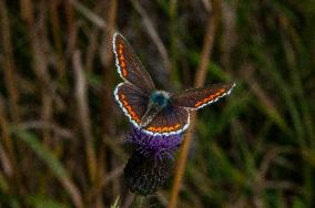 Insects In The UK