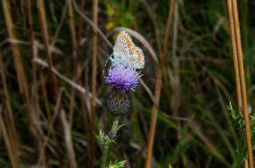 Insects In The UK