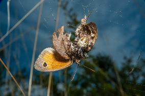 Insects In The UK