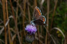 Insects In The UK