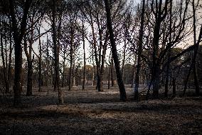 Wildfire In The South Of France