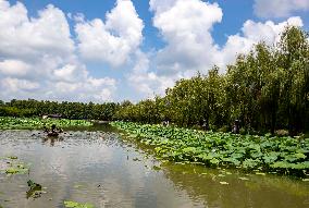 National Ecology Day in Xinghua, China