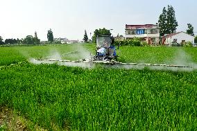 Rice Field Disease And Insect Control