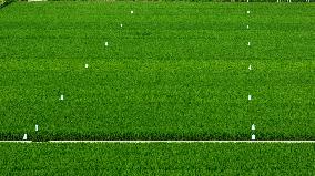 Rice Field Disease And Insect Control