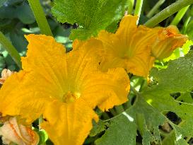 Squash Flower Thoran