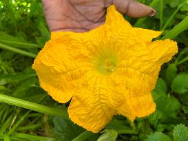 Squash Flower Thoran