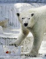 Polar bear at Osaka zoo cools off with ice