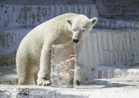 Polar bear at Osaka zoo cools off with ice