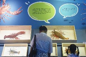 Marine Animal Specimen At The Nature Museum