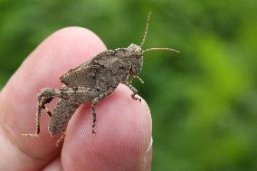 Nymph Of A Band-winged Grasshopper