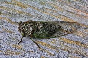 Dog-day Cicada