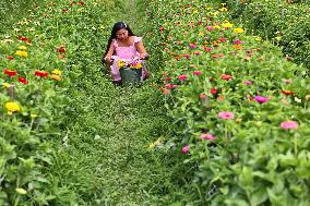 Flower Picking In Canada